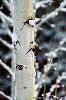 Tree Trunk in Snow