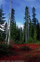 Fall Color on Tonga Ridge #2