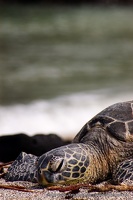 Turtle at Pu'uhonua o Honaunau