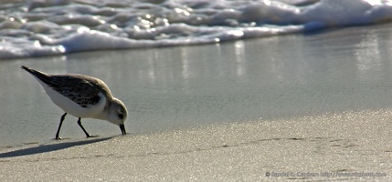 Sandpiper Feeding