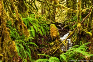 Creek in Moss Forest