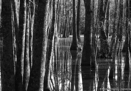 Bob Hatchet Swamp, Trees