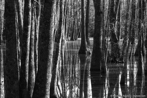 Bob Hatchet Swamp, Trees