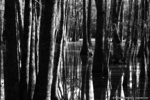 Bob Hatchet Swamp, Trees, Orton