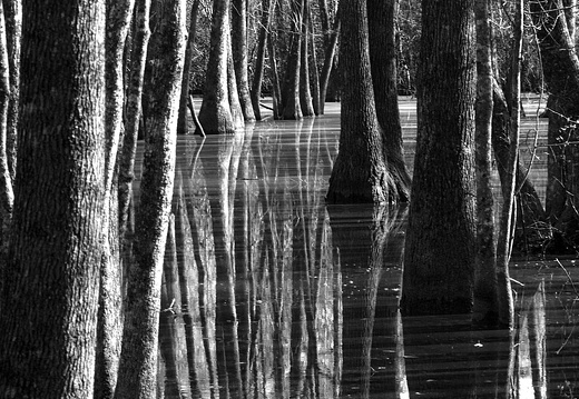 Bob Hatchet Swamp, Long Trees
