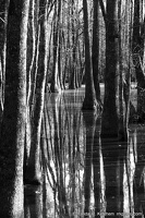 Bob Hatchet Swamp, Long Trees