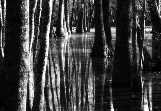 Bob Hatchet Swamp, Long Trees, Orton