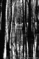 Bob Hatchet Swamp, Long Trees, Orton
