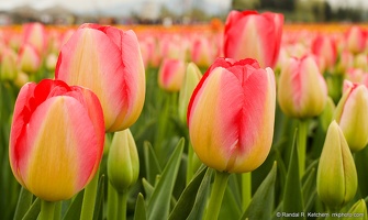 Tulip Field Trio