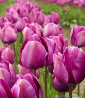 Rows of Purple Tulips