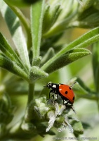 Ladybird Beetle Hunting on Lupine