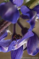 Ladybird Beetle Hiding on Lupine Flower
