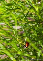 Ladybird Beetle in the Grass