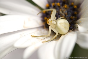 Flower Crab Spider, Guarding the Web