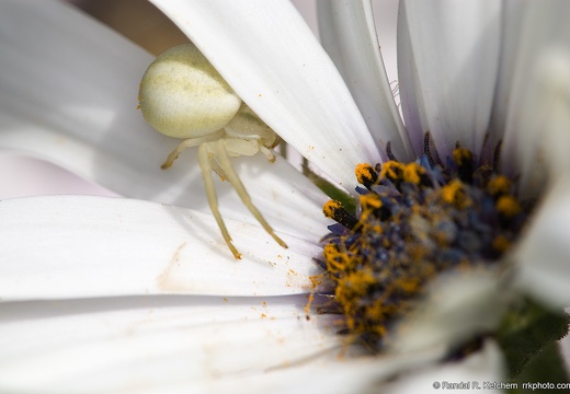 Flower Crab Spider, Partial Hiding