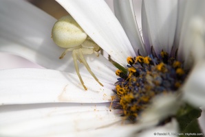 Flower Crab Spider, Partial Hiding