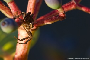 Spider on Berry Bush