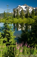 Mount Shuksan at Highwood Lake, Patch of Lupine