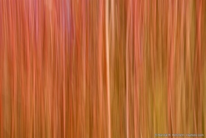 Red Branch Wall