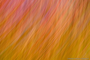 Blanket of Fall Trees