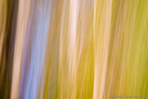 Green Trees, Brown Trees, Blue Sky