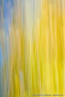 Yellow Leaves, Splash of Blue Sky