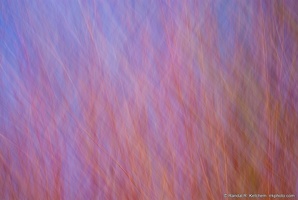 Red Branches, Blue Sky