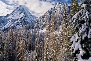 Sperry Peak, Tall Trees