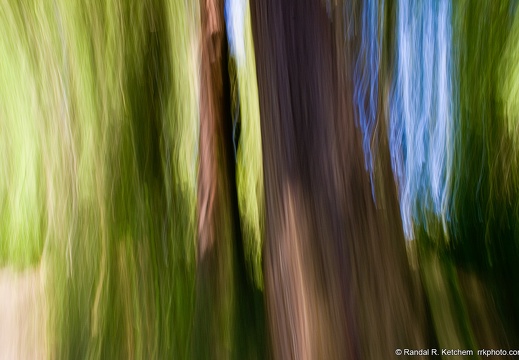 Cedars in the Woods, Arboretum