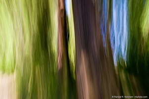 Cedars in the Woods, Arboretum