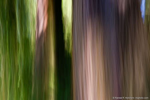 Two Cedars in the Woods, Arboretum