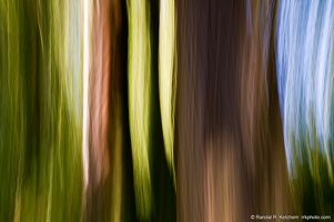 Two Cedars in the Woods, Blue Sky, Arboretum