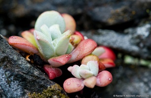 Broad-Leaved Stonecrop, Sedum spathulifolium, on a Rock on Goose Rock at Deception Pass