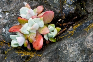 Patch of Broad-Leaved Stonecrop, Sedum spathulifolium, on a Rock on Goose Rock at Deception Pass
