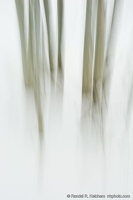 Aspens Looming in the Snow