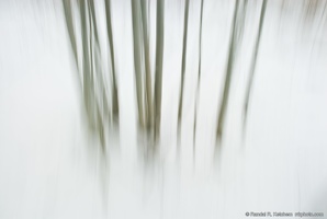 Aspens Bunched in the Snow