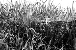 Fence in the Grass