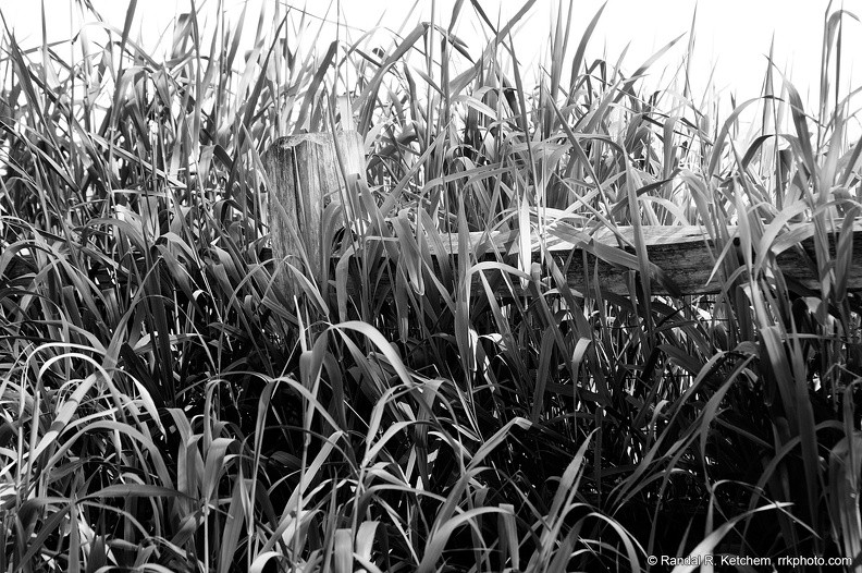 d20090523152438bw.jpg