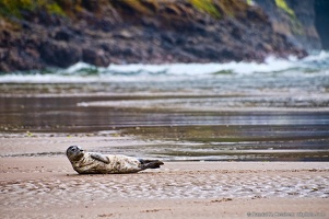 Seal at Cape Lookout