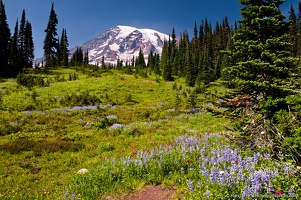 Mount Rainier, Flower Meadow