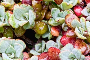 Broad-Leaved Stonecrop, Sedum spathulifolium, covering a Rock on Goose Rock at Deception Pass