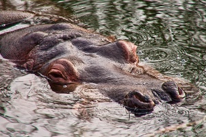 Hippopotamus