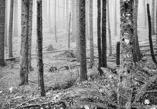 Trees and Fern Along Mount Pilchuck