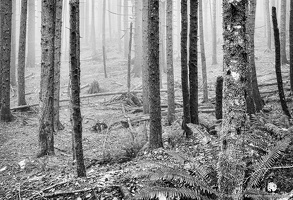 Trees and Fern Along Mount Pilchuck