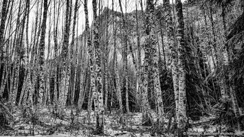 Mountain Through the Trees, Goat Lake Trail