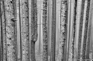 Wall of Trees Along Mount Pilchuck