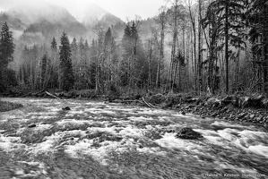 South Fork Stillaguamish River, Bank of Trees