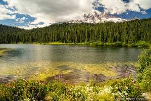 Mount Rainier, Reflection Lakes, Flowers, Cloudy Day