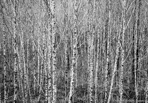 Stand of Birch by Sauk River