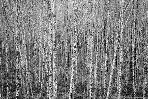 Stand of Birch by Sauk River